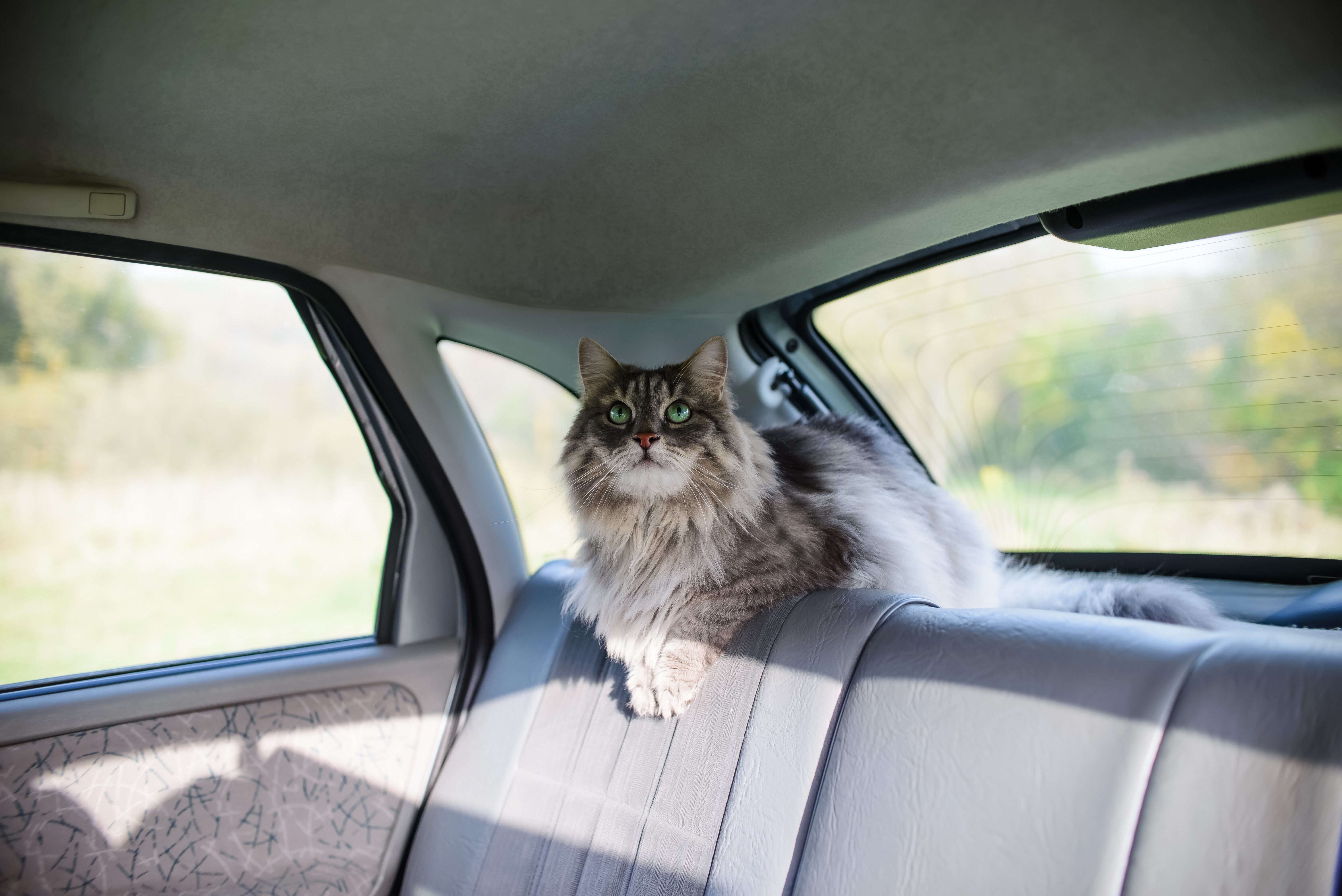 Kedi ile Yolculuk Nasıl Yapılmalıdır? 