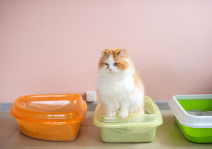 <h1>Kedi Kumu Çeşitleri ve Özellikleri Nelerdir?</h1>