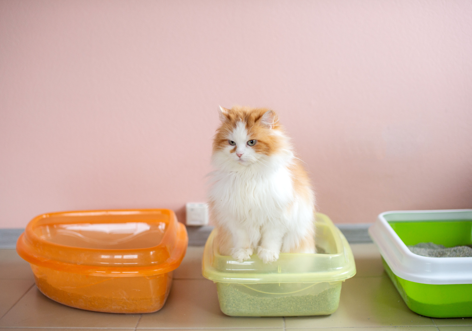 <h1>Kedi Kumu Çeşitleri ve Özellikleri Nelerdir?</h1>