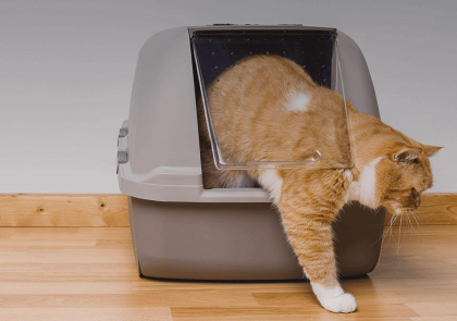 <h1>Kedi Kumu Nasıl Olmalı, Ne Tür Kumlar Seçilmeli?</h1>