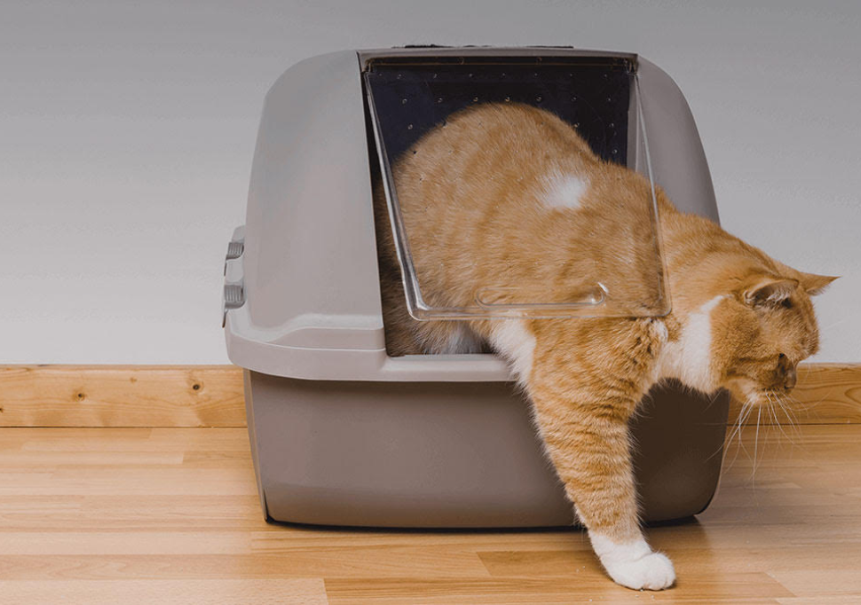 <h1>Kedi Kumu Nasıl Olmalı, Ne Tür Kumlar Seçilmeli?</h1>