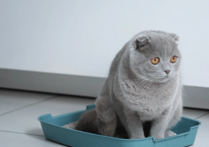 Kedi Kumu Özellikleri: Dikkat Edilmesi Gerekenler