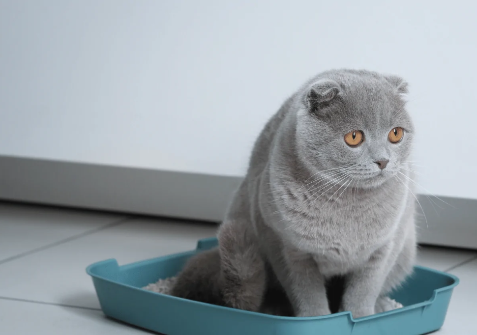 Kedi Kumu Özellikleri: Dikkat Edilmesi Gerekenler