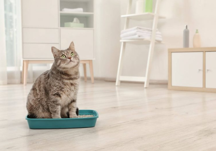 Kedi Kumu Temizliği: 10 Pratik Bilgi