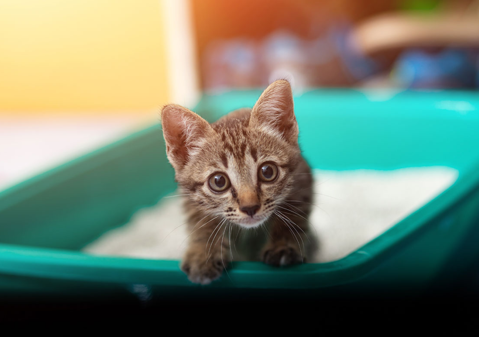 Kediyi Kuma Alıştırma: Yavru Kediler için 5 Öneri