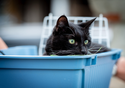 Kediniz için Doğru Kedi Kumu Nasıl Seçilir?