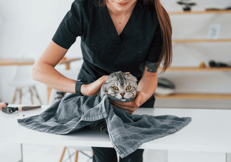 Kedi Bakım Rehberi: Kedinizi Nasıl Yıkarsınız?